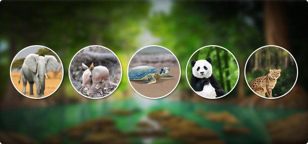 Endangered Species - Quiz #2