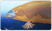 Duck-Billed Platypus