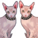 The Veronicas