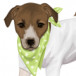 Jack The Dog
